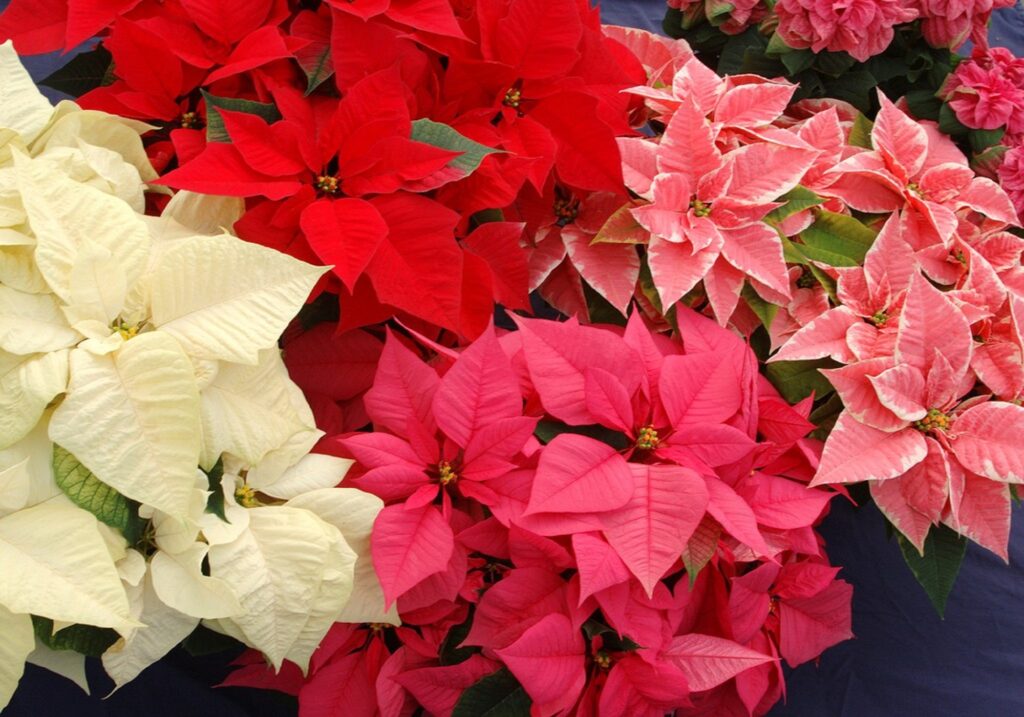 Why is there a Love and Attraction for Poinsettias? - Tiny Tidbits of Life Why is there a Love and Attraction for Poinsettias? - Tiny Tidbits of Life